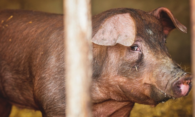 For the animals behind the fence it&rsquo;s time to end factory-farm suffering