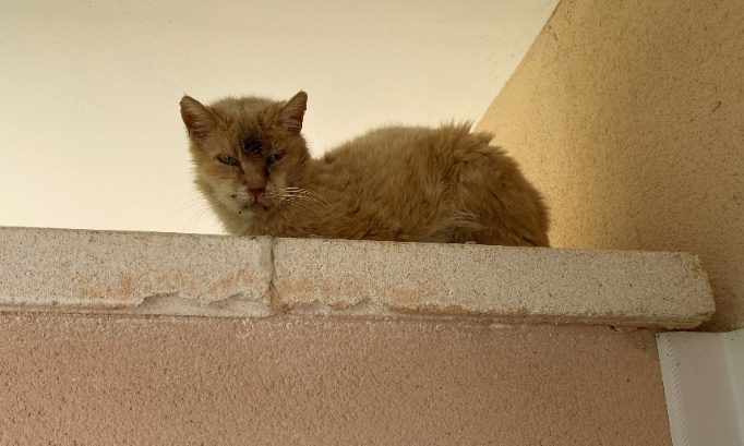 Sauver l'association Cat et Sens