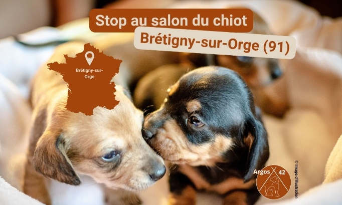 Stop au Salon du Chiot de Brétigny-sur-Orge