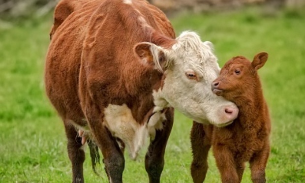 Justice pour la vache et son veau maltraités en Corse...