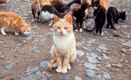 SOS : pas de fourrière pour les chats de Montrond-les-Bains