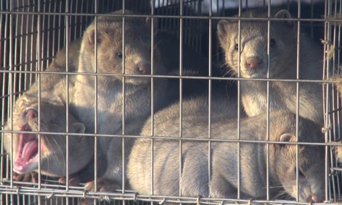 Pour l'interdiction de l’élevage pour la fourrure...