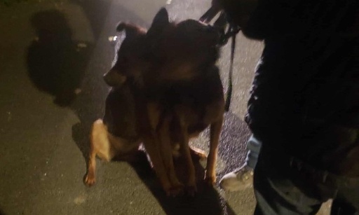 Interdisez la divagation des chiens dangereux à Château-Salins