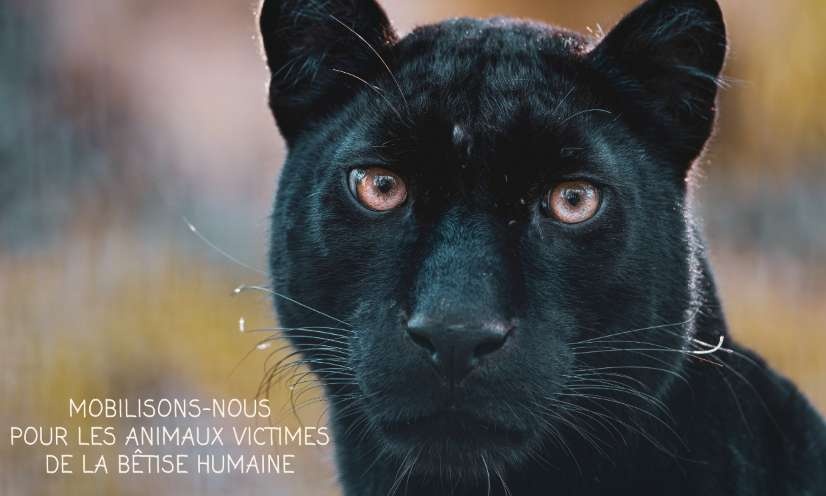 Des milliers d’animaux attendent d’être sauvés