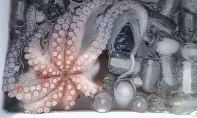 Pieuvres : Gardez-les sauvages. Leur place est dans l'Océan.