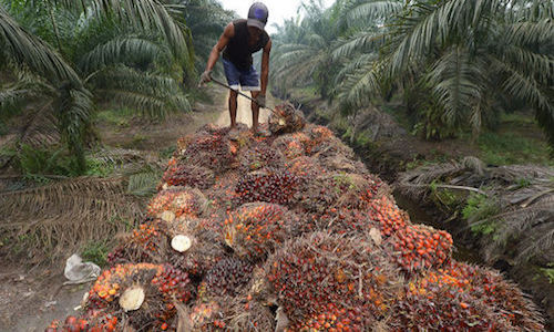 Fin de l'huile de palme en France