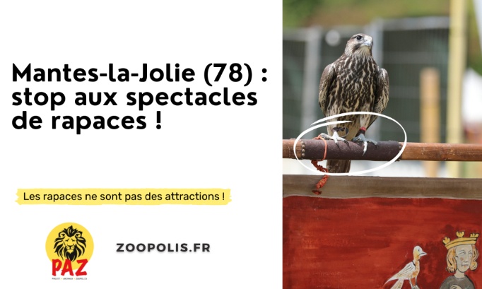 Mantes-la-jolie : stop aux spectacles de rapaces !