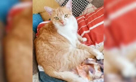 SOS pour la petite association Bastet : le retour