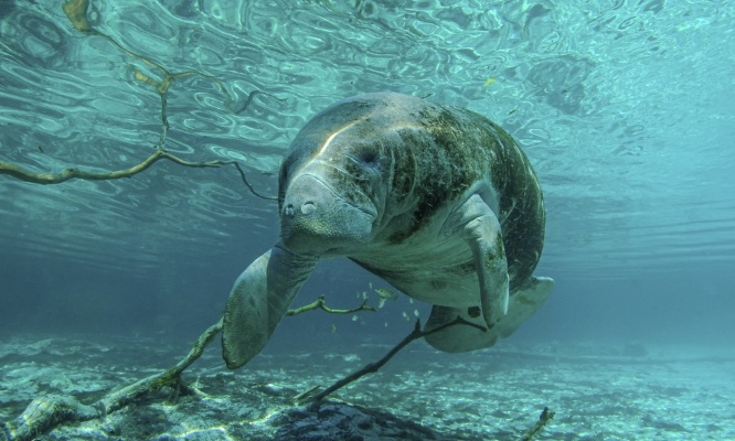 Stop au massacre des lamantins en Amazonie !