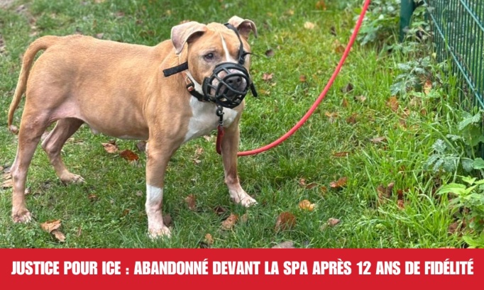 Justice pour Ice : abandonné devant la SPA après 12 ans de fidélité