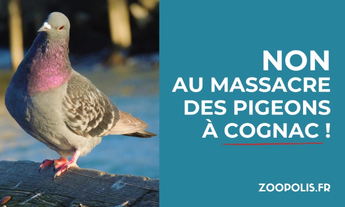 Cognac : cessez de massacrer les pigeons