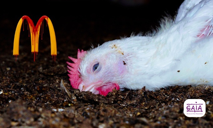 Pétition : STOP à la cruauté dans les élevages de poulets McDonald’s