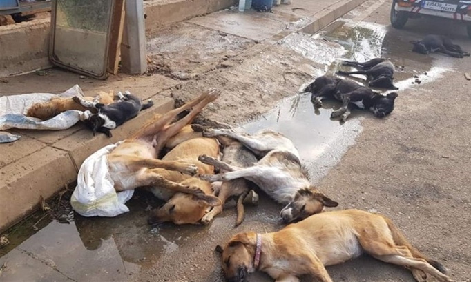 Pour le Foot, 42 chiens atrocement tués par empoisonnement dans la région de Salé-rabat (Maroc)