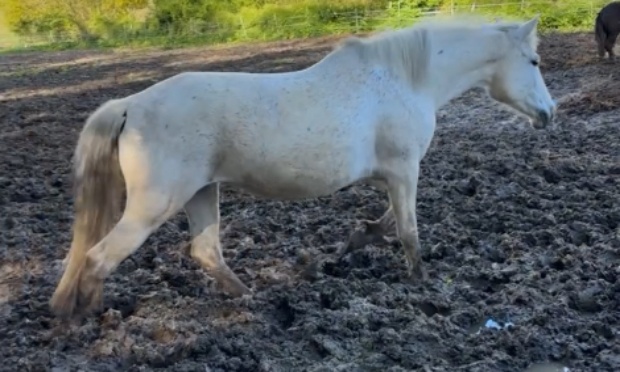 Pour une prise en charge urgente des chevaux et une mise en conformité des installations