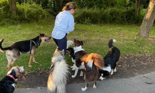 Pour la creation d'espaces pour le bien-être de nos chiens à La Rochelle