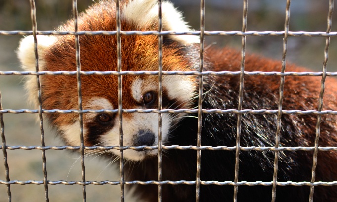 Justice for Suri: end the exploitation of red pandas for petting sessions!