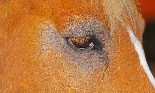 Dartmoor ponies are not GPS-tracked lawn mowers, prioritize welfare over tech!