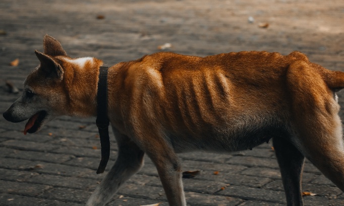 Justice for nova and layla demand tougher sentences for UK Pet Abandonment!