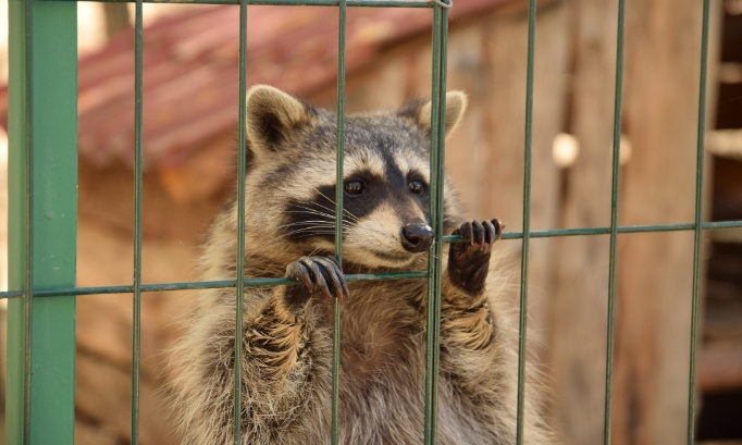 Stop the TikTok trade: Ban wild animals like Raccoons as exotic pets!