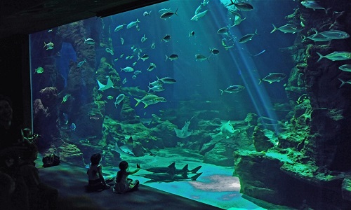 (RE) Ouverture de l'aquarium à 10 heures