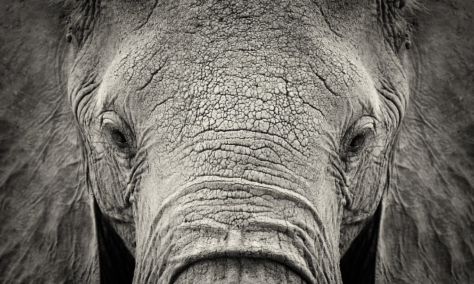 Arrêtez l'enchère des éléphants sauvages de Namibie