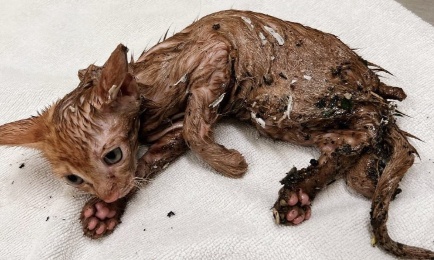 Stop the sale of cruel glue traps in the UK