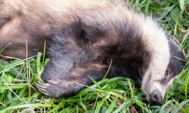 Stop the expansion of badger culling in England