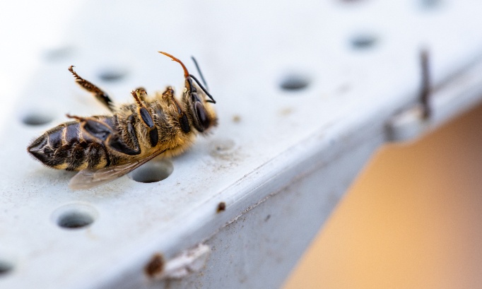 Arrêtez l'utilisation de pesticides tueurs d'abeilles
