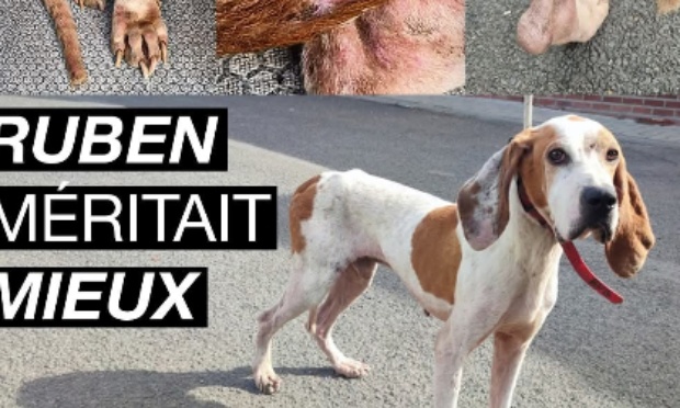 Démission ministre bien être animal dolimont