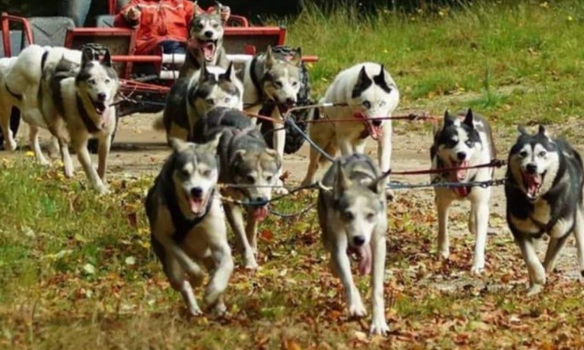 Pour le retrait des arrêtés municipaux visant les chiens de traineaux