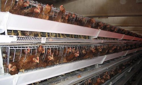 Non à la construction et à l'exploitation d'un poulailler industriel de 40 000 poulets à Vendegies au Bois (59)