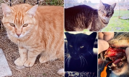 Le calicivirus du chat enfin guéri : un traitement prometteur (90% de réussite) facilitons son accès aux chats malades !