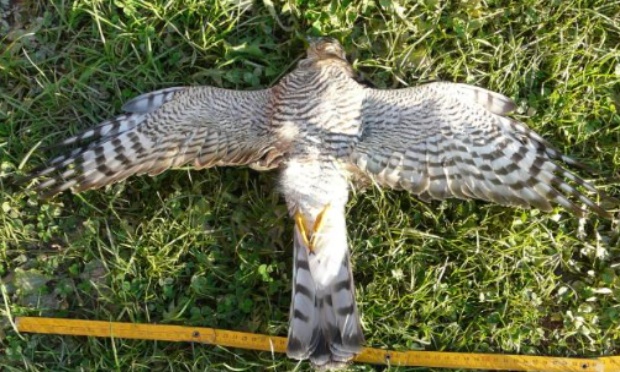 Maximum criminal prosecution for wildlife poisoning in Aberdeenshire