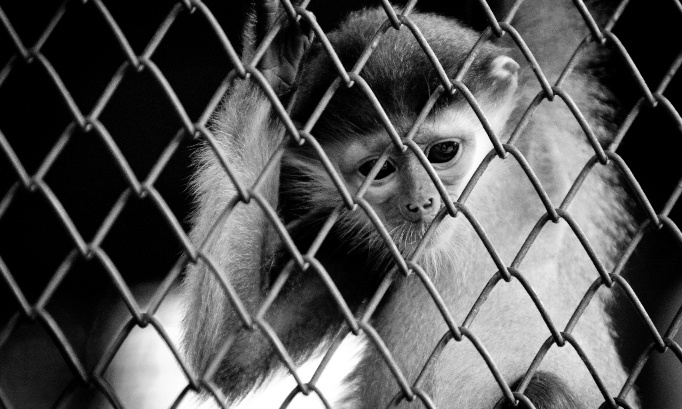 zero tolerance: after natalie herron, we demand an attack plan against global animal cruel