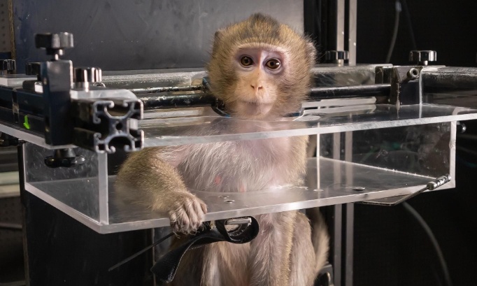 Pour en finir avec l'expérimentation animale