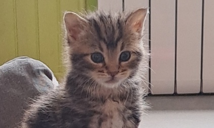 Pour obliger la stérilisation des chats par leur propriétaire