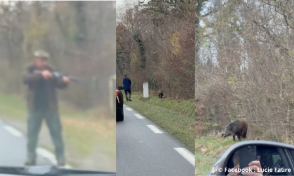 Sanglier tué en bord de route : pour la sécurité de tous face à la chasse !