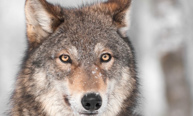 Stop aux tirs sur les loups !!!