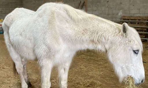 Interdisez la foire chevaline de Maurs ou sanctionnez la maltraitance