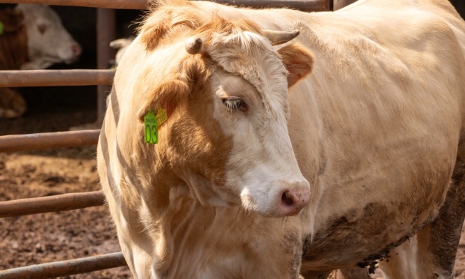 Urgent : Non à l’abattage de 207 vaches en Ariège !