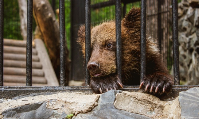 Le profit avant l'instinct : Arrêtez d'exploiter les ours pour un divertissement dangereux