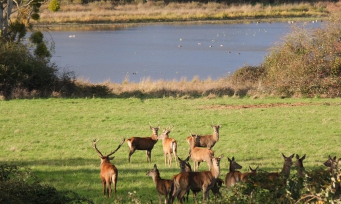 STOP AU MASSACRE DES BICHES ET CERFS PAR LA PRÉFECTURE DANS UNE PROPRIETE PRIVÉE