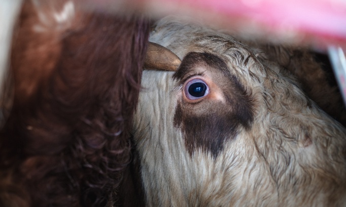 Justice pour l'abattage des 208 vaches