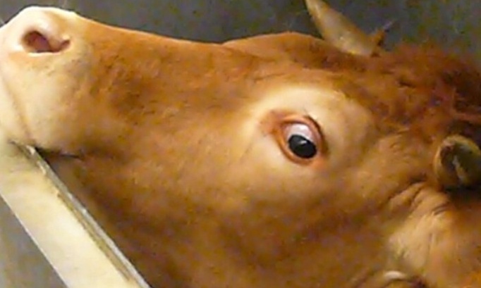 Non aux abattages en masse, oui au respect des agriculteurs français !