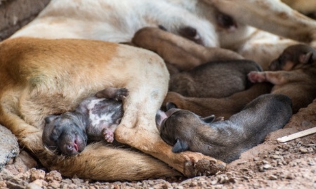 Urgence Stérilisation : Pour en finir avec le cycle de l'abandon et de la souffrance animale