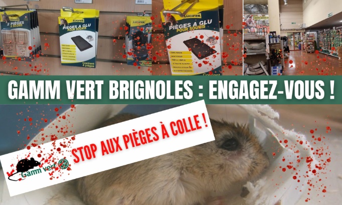 Stop à la cruauté animale au Gamm vert Brionne