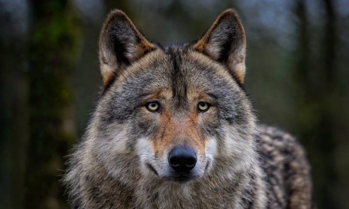 Pour l’arrêt des destructions de loups et la protection de la biodiversité