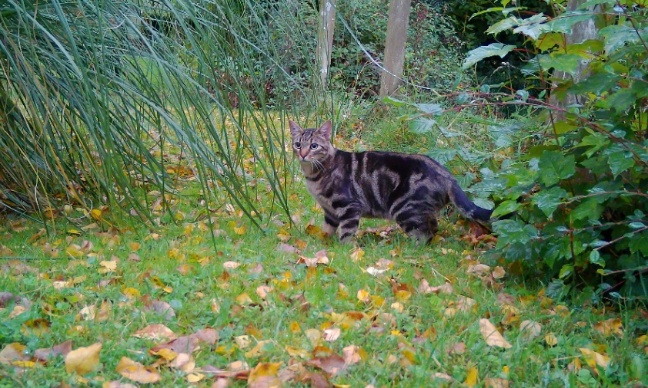 Stop au massacre de chats et de chatons pour des cours de SVT au Lycée !!!