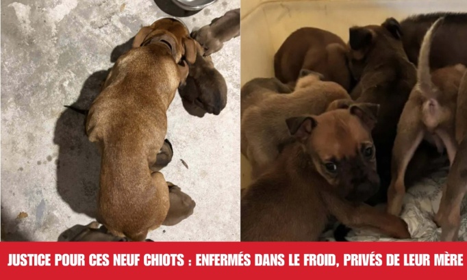 Justice pour ces neuf chiots : enfermés dans le froid, privés de leur mère