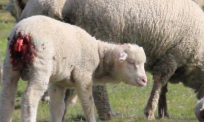 Derrière la laine se cache une réalité cruelle et violente